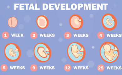 2d illustration Fetal Development system
