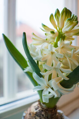 Hyacinth white flower close-up bouquet on window, Spring flower, Christmas and Easter holidays, Floral floristic arrangement, Blooming Hyacinthus