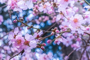 Spring almond flowers. Blooming almond flowers on branches in a beautiful garden. Abstract blurred background. Spring flowers. Soft focus