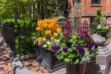 Fototapeta na wymiar Pots of flowers near the front garden of a house on an old street in Boston. Orange rhododendrons, colorful spring flowers decorated with willow branches for Easter