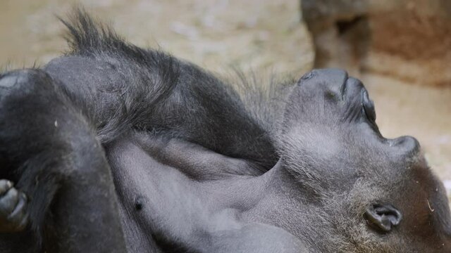 A funny gorilla rests lying on the sand.