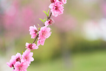 Fototapeta premium クローズアップした満開の桃の花（ハナモモ）の素材