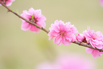 Fototapeta na wymiar クローズアップした満開の桃の花（ハナモモ）の素材