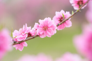Fototapeta na wymiar クローズアップした満開の桃の花（ハナモモ）の素材