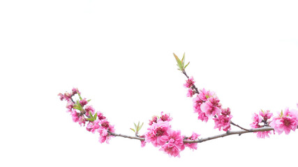 Fototapeta na wymiar 白背景のクローズアップした満開の桃の花（ハナモモ）の素材