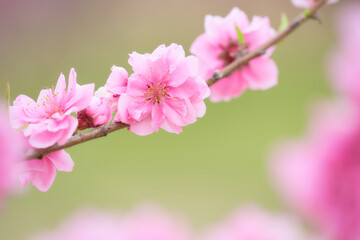 Obraz premium クローズアップした満開の桃の花（ハナモモ）の素材