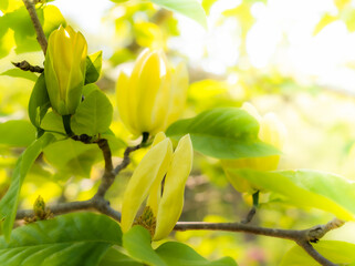 Fototapeta na wymiar Yellow magnolia bloom in May at Rhododendron Garden Acton Arboretum, Massachusetts, USA.