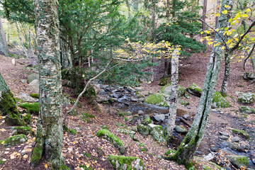 Arroyo del Sestil. Sierra de Guadarrama. Madrid. España. Europa.