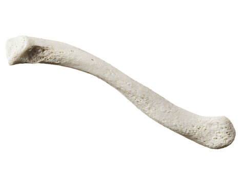 3d rendered illustration of the clavicle