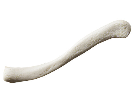 3d rendered illustration of the clavicle