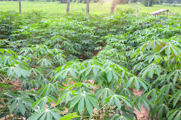 row of cassava tree in field. Growing cassava, young shoots growing. The cassava is the tropical food plant,it is a cash crop in Thailand. This is the landscape of cassava plantation in the Thailand.