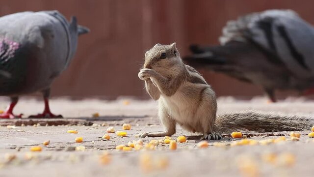 Indian palm squirrel or three-striped palm squirrel (Funambulus palmarum) is a species of rodent in the family Sciuridae found naturally in India (south of the Vindhyas) and Sri Lanka.