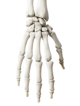 3d rendered illustration of the hand bones