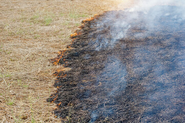 Burning rice straw in the middle of the field destruction of natural resources