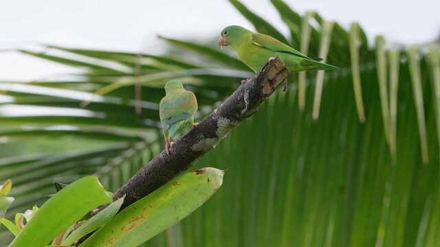 group of orange-chinned parakeet (Brotogeris jugularis) on a feeder of Maquenque Eco Lodge, Costa Rica, Central America