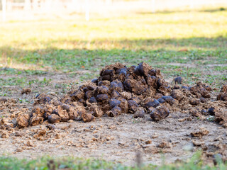 Fresh horse manure on the ground