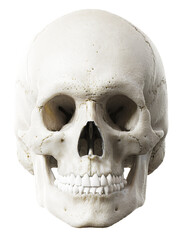 Obraz premium 3d rendered illustration of the skull