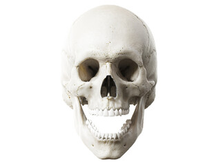 3d rendered illustration of the skull