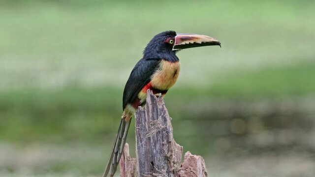 collared aracari (Pteroglossus torquatus), Maquenque Eco Lodge, Costa Rica, Central America