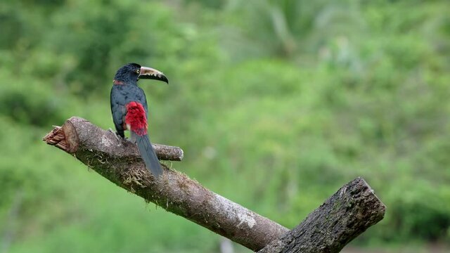 collared aracari (Pteroglossus torquatus), Maquenque Eco Lodge, Costa Rica, Central America