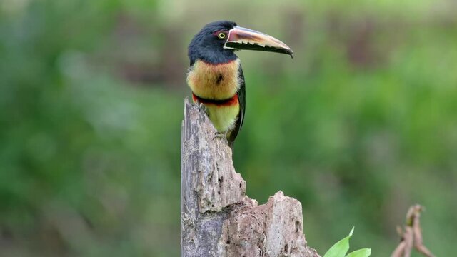 collared aracari (Pteroglossus torquatus), Maquenque Eco Lodge, Costa Rica, Central America