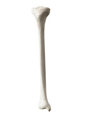 3d rendered illustration of the tibia