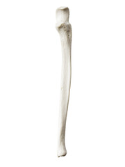3d rendered illustration of the ulna
