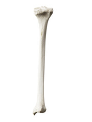 3d rendered illustration of the tibia