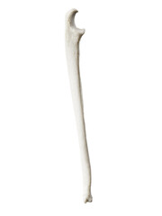 3d rendered illustration of the ulna