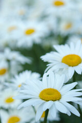 Fototapeta premium White beautiful daisies on a field in green grass in summer. Daisy flower background. Beautiful camomile daisy flowers. Daisy is a flower of Asteraceae family. Garden daisies. Leucanthemum vulgare.