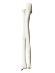 3d rendered illustration of the ulna and radius