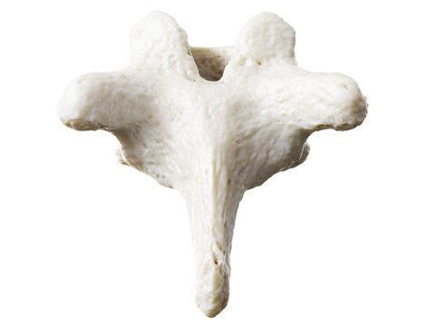 3d rendered illustration of a thoracic vertebrae
