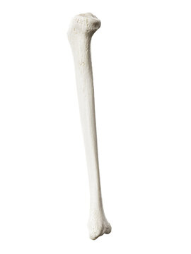 3d rendered illustration of the tibia