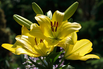 Bouquet of yellow Lily flowers. Close-up of a yellow Lily. Lilium. Beautiful yellow Asiatic Lily opened. Lilies blooming close up. Flower on a green background. Photo in the natural environment.