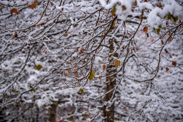 snow covered branches, winter, Slovakia, Europe