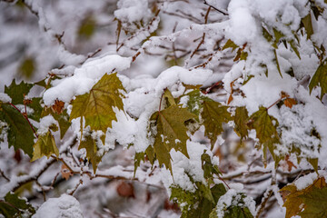snow covered branches, winter, Slovakia, Europe