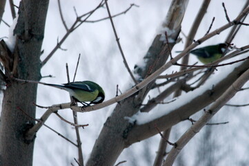 tit on a tree branch