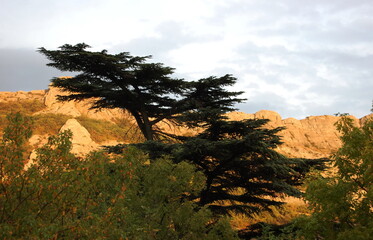 Cedar of Lebanon (Cedrus libani) and mountains in sunset. Crimean Peninsula.
