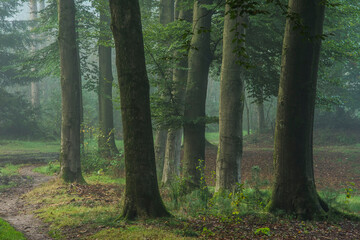 beeches at an avenue in nature area Kruisbergse Bossen on a misty day in autumn