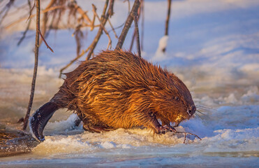 Beaver walking on the ice at cold and sunny winter day