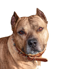 Portrait of a pit bull terrier isolated on white background.