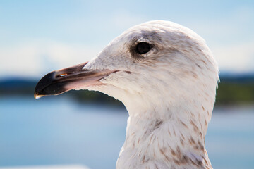 Seagull head in profile with the Oslo Fjord in the background. Sunny summer day.
