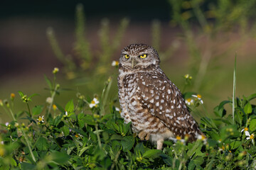 Burrowing Owl in a field