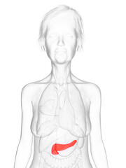Fototapeta premium 3d rendered medically accurate illustration of an elder females pancreas