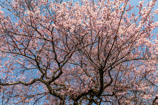 Cherry blossoms, pink sakura flowers on a branch at sunny day in Japan