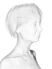 3d rendered medically accurate illustration of an elder females head anatomy