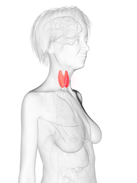 3d rendered medically accurate illustration of an elder females thyroid gland