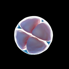 3d rendered illustration of a 4 cell egg