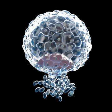 3d rendered illustration of an implanted blastocyst