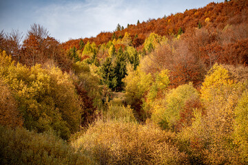 Fototapeta premium autumn forest in the mountains, Terchova, Slovakia, Europe, Mala Fatra